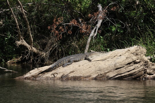 Australian Saltwater Crocodile Daintree River Queensland, Australien