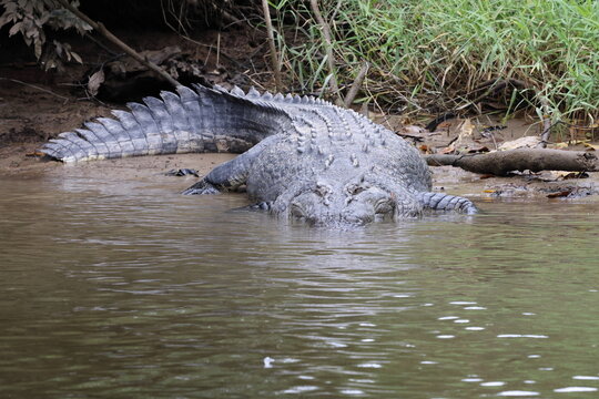 Australian Saltwater Crocodile Daintree River Queensland, Australien