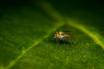 Close up of a metallic green brightly coloured fly