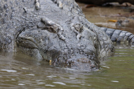 Australian Saltwater Crocodile Daintree River Queensland, Australien