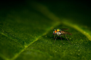 Close up of a metallic green brightly coloured fly