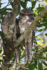 Obraz premium tawny frogmouth (Podargus strigoides) Queensland, Australia