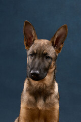 A wolfdog puppy is seen from the front against a deep blue background. The straight-on view showcases its symmetrical features and strong gaze.