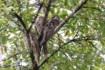 tawny frogmouth (Podargus strigoides)  Queensland, Australia