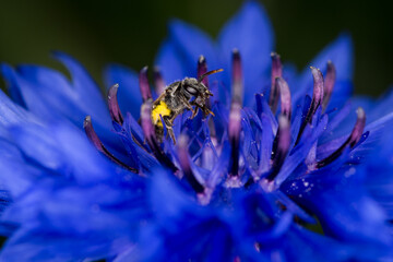 Close up of a hairy colletid bee, of the plaster bee family, collecting nectar and pollen from a flower © Nathan McClunie