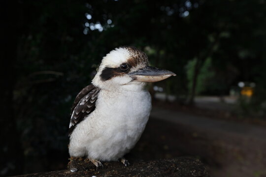 laughing kookaburra (Dacelo novaeguineae) Queensland , Australia