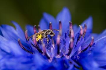 Close up of a hairy colletid bee, of the plaster bee family, collecting nectar and pollen from a flower © Nathan McClunie