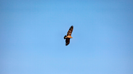 The Andean condor at the Colca Canyon in Peru