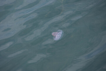 a large transparent jellyfish floating in the water