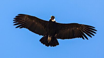Obraz premium The Andean condor at the Colca Canyon in Peru