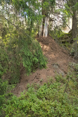 Anthill on tree in forest with needles and natural architecture