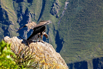 The Andean condor at the Colca Canyon in Peru