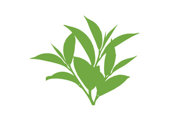 Fototapeta premium green tea leaves against a white background