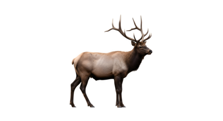 Majestic bull elk with large antlers standing isolated.