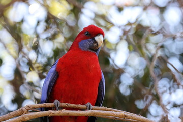 Crimson rosella (Platycercus elegans) Queensland, Australia