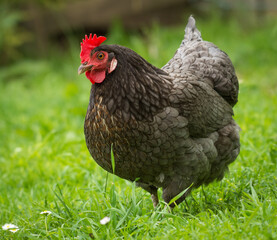 close up of free range chicken foraging in green grass