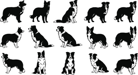Collection of detailed Border Collie dog silhouettes in various standing and sitting poses, perfect for design, pet graphics, branding, and vector illustration projects