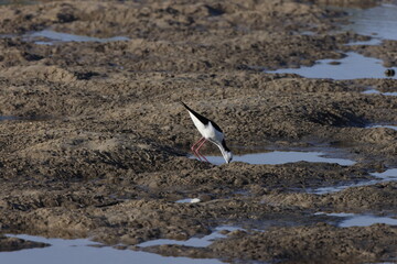 pied stilt (Himantopus leucocephalus)  Queensland, Australia