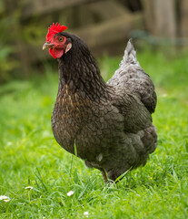 close up of free range chicken foraging in green grass