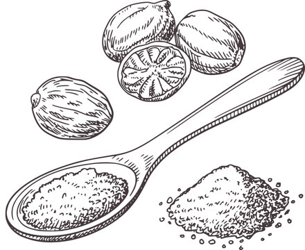 Hand drawn illustration of nutmeg and spoon with spice