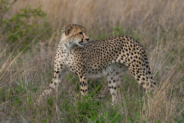 A male cheetah looking over his shoulder while walking through a green grassland dry blurred background, Greater Kruger. 