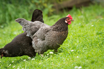 close up of free range chicken foraging in green grass