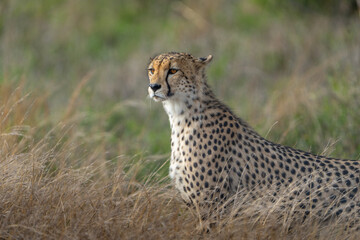 A male cheetah standing in the long grass, blurred background, Greater Kruger. 