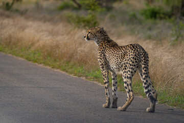 Portrait of a male cheetah standing on the tar road and looking, Greater Kruger. 