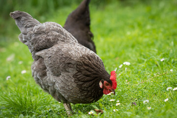 close up of free range chicken foraging in green grass