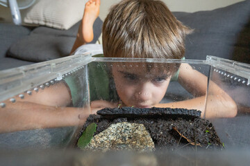 Curious child observing frog terrarium at home