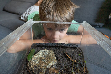 Curious child observing frog in terrarium: learning about nature