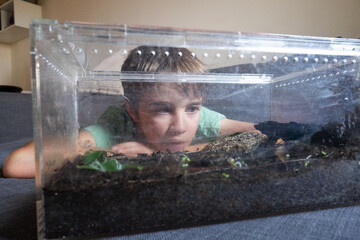 Curious boy observing terrarium with frog inside