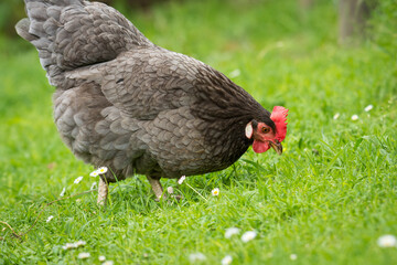 close up of free range chicken foraging in green grass