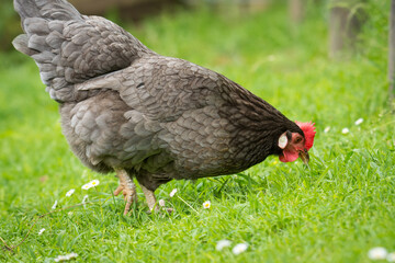 close up of free range chicken foraging in green grass