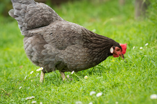 close up of free range chicken foraging in green grass
