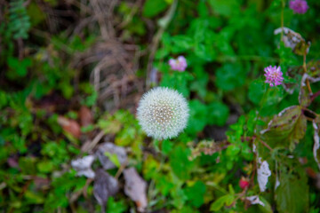 soffione di tarassaco