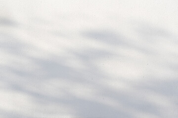 Fototapeta premium leaves tree branch plant shade sunlight on white wall background