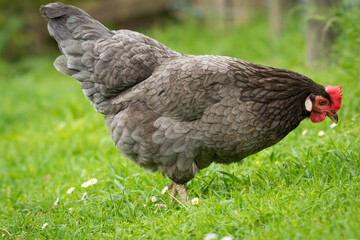 close up of free range chicken foraging in green grass
