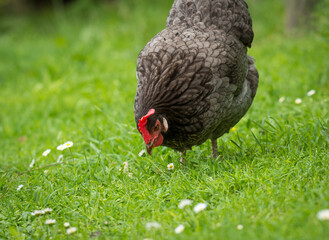 close up of free range chicken foraging in green grass