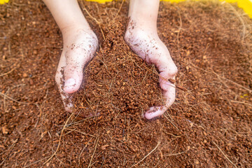 hand holding dry brown coco peat, organic planting media made from coconut fiber powder