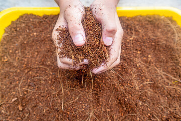 hand holding dry brown coco peat, organic planting media made from coconut fiber powder