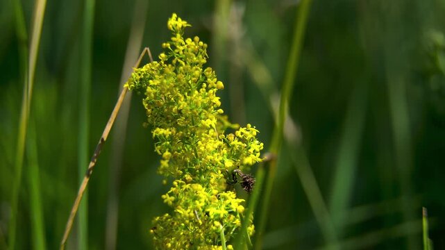 Blooming Lady's Bedstraw (Galium verum) in a meadow,  biodiversity of wild flora.