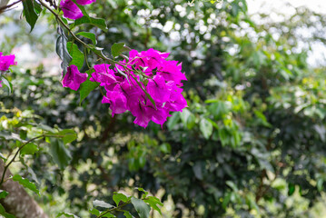 Fresh Bright Bougainvillea Blossom and Green Leaves on a Sunny Day