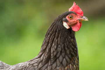 close up of free range chicken foraging in green grass