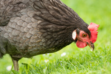 close up of free range chicken foraging in green grass