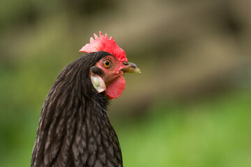 close up of free range chicken foraging in green grass
