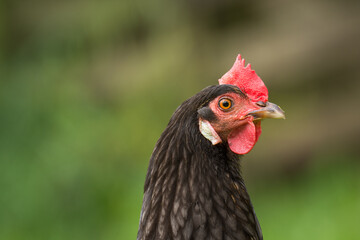 close up of free range chicken foraging in green grass