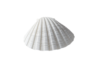 Close-up of a white seashell with detailed ridges and natural texture isolated on a transparent background