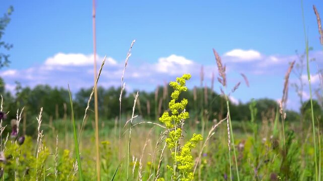 Wildflowers of Lady's Bedstraw (Galium verum) swaying in the wind: Stems and bright yellow panicle inflorescences