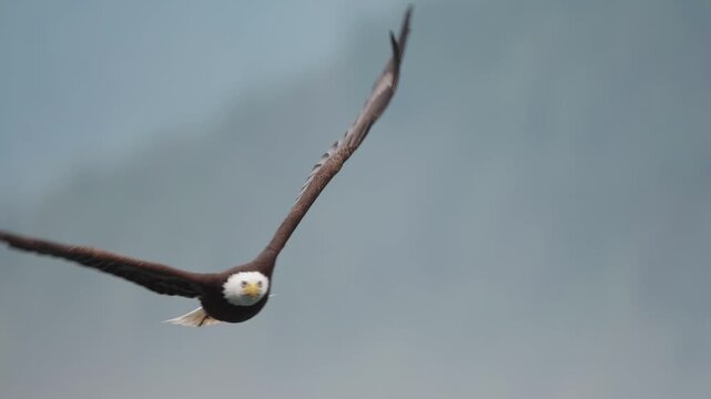 A bald eagle flying over the ocean majestically looking for food in Canada